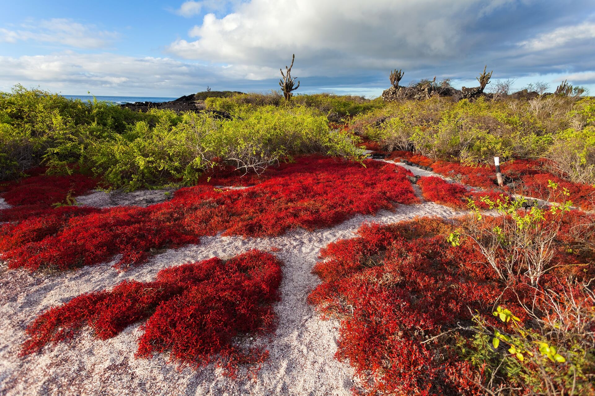 Die Galapagosinseln haben eine vielfältige Natur