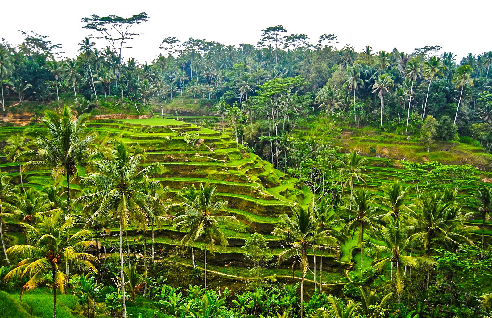 Die Reisterrassen findet man auf Bali überall