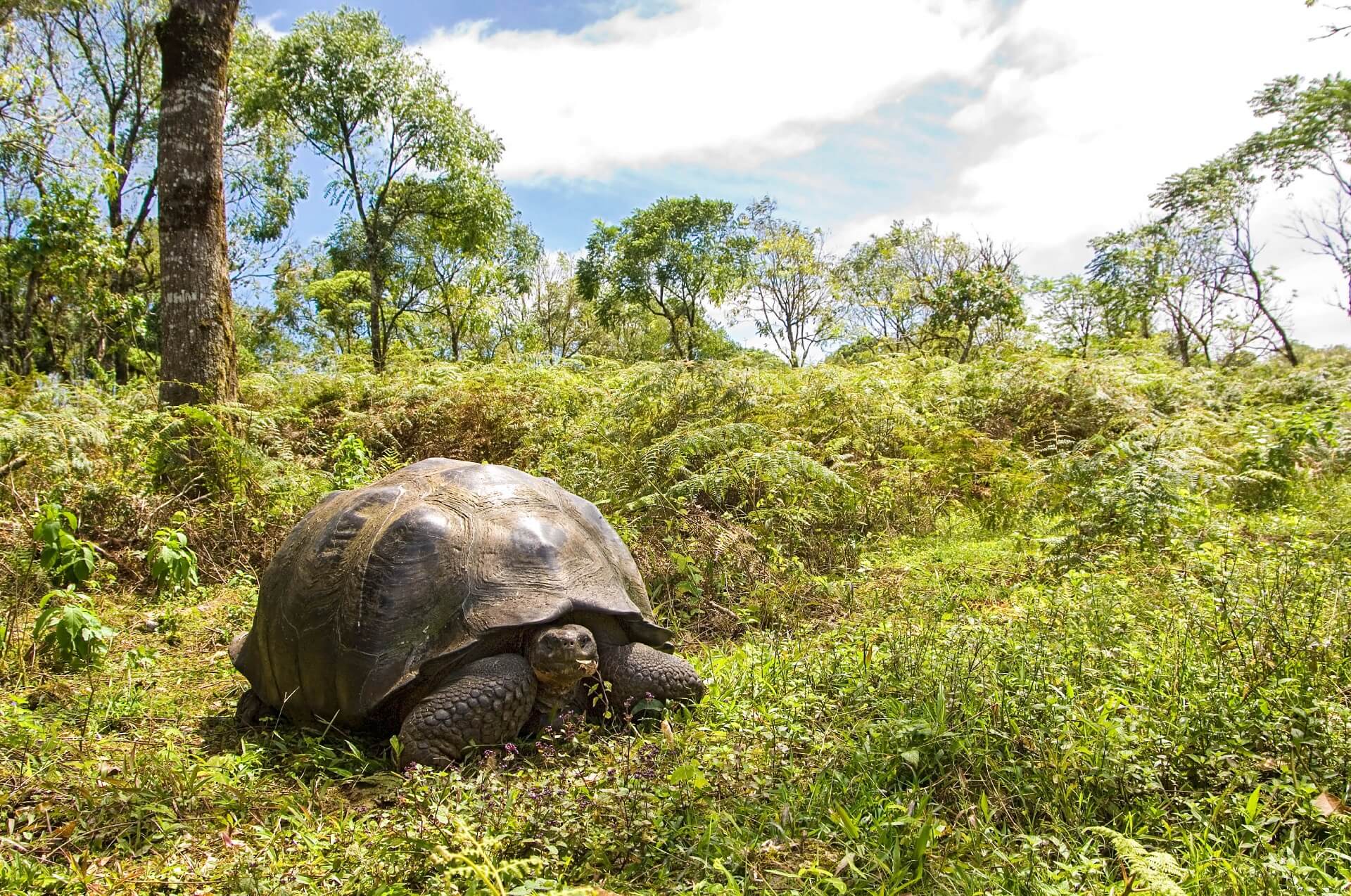 Auf den Galapagosinseln gibt es riesige Schildkröten