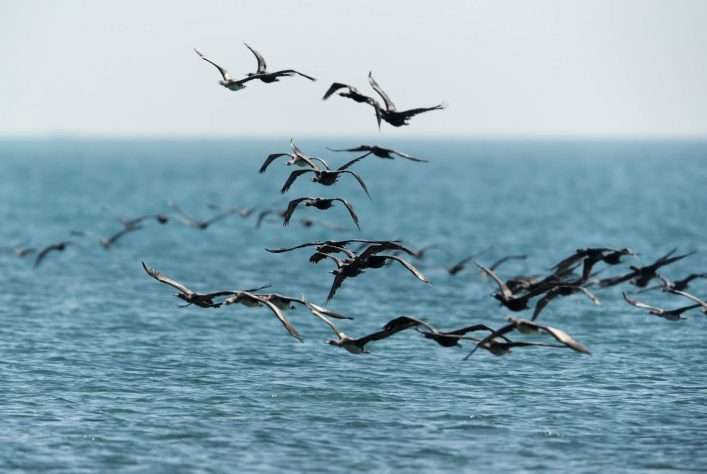 Die Sokotra-Kormoran auf Hawar Island in Bahrain