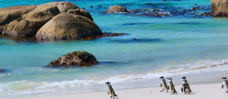 Artikelbild_Boulders-Beach-Nature_Kapstadt
