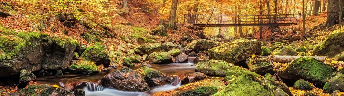 Bridge over Stream in Forest at autumn – Nationalpark Harz
