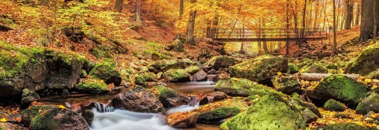 Bridge over Stream in Forest at autumn – Nationalpark Harz