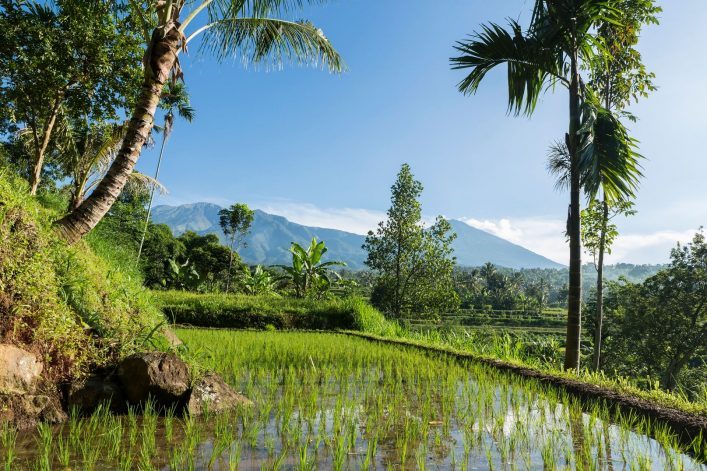 Reisfeld mit jungem grünen Reis im Vordergrund; links und rechts Palmen. Im Hintergrund erhebt sich der majestätische Vulkan Rinjani auf Lombok unter strahlend blauem Himmel.