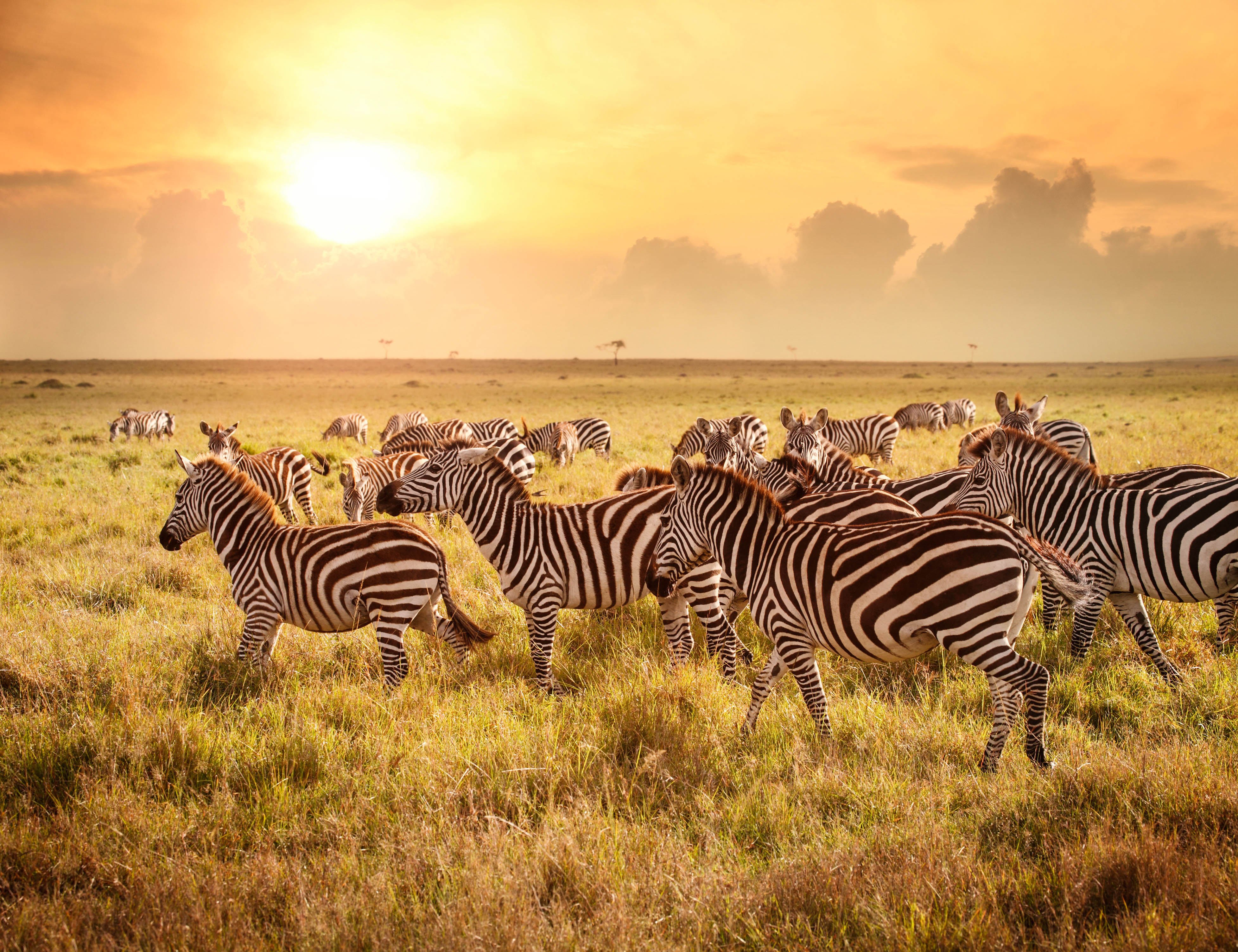kenia safari wo