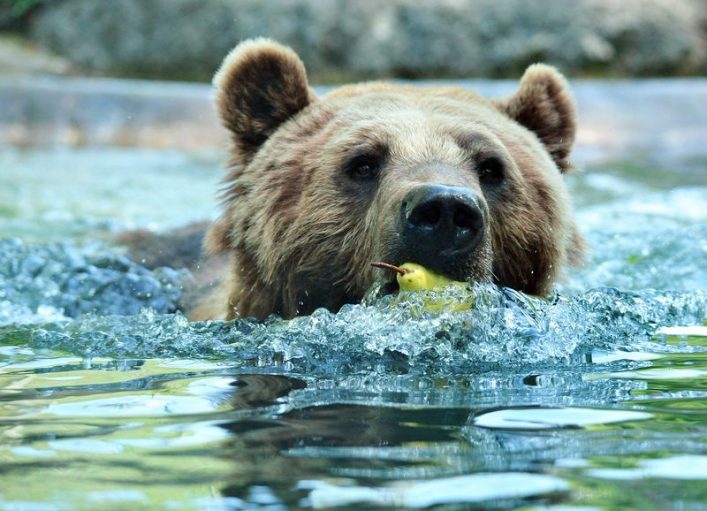 baerenpark_2_bern_copyright_BERN_WELCOME