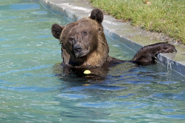 baerenpark_bern_copyright_BERN_WELCOME