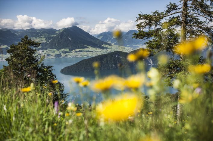 Rigi Sommer Sicht über den Vierwaldstättersee