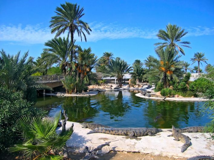 Die Krokodilfarm des Djerba Explorer Parks ist ein echtes Highlight