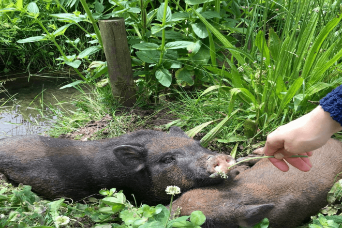 UG-Airbnb_schindelwagen4