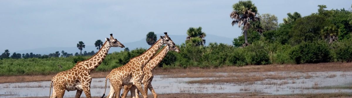 Masaai-giraffes-Selous-National-Park-Tanzania_shutterstock_56452072_1920