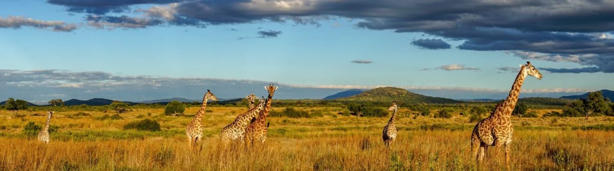 In einer weiten Savannenlandschaft stehen mehrere Giraffen vereinzelt im hohen Gras. Im Hintergrund erstrecken sich grüne Hügel unter einem Himmel mit teils dunklen Wolken und Sonnenstrahlen.