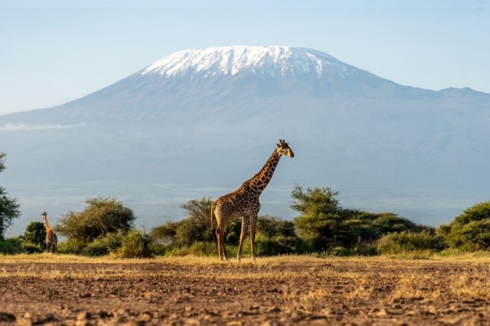 shutterstock_2445860683_kilimanjaro