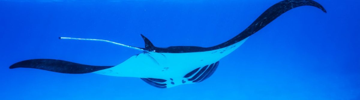 wildlife manta ray in the Indian Ocean to the Maldives