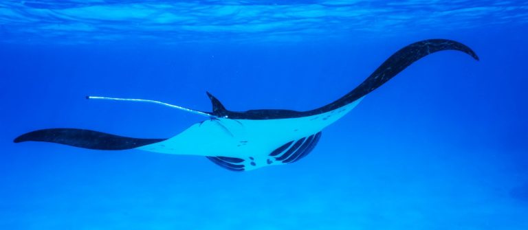 wildlife manta ray in the Indian Ocean to the Maldives