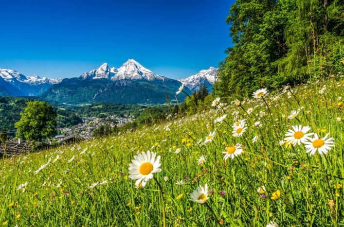 Bunte Blumenwiese im Vordergrund, mit weißen Margeriten und gelben Blumen, ein grünes Tal mit verstreuten Häusern in der Mitte, majestätische schneebedeckte Alpen im Hintergrund unter klarem, blauem Himmel.