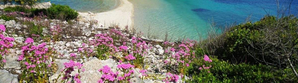 Blühende rosa Blumen bedecken felsigen Vordergrund, dahinter liegt eine sandige Landzunge, die zwei türkisfarbene Buchten verbindet. Im Hintergrund erhebt sich eine grüne Insel vor blauem Meer unter klarem Himmel.
