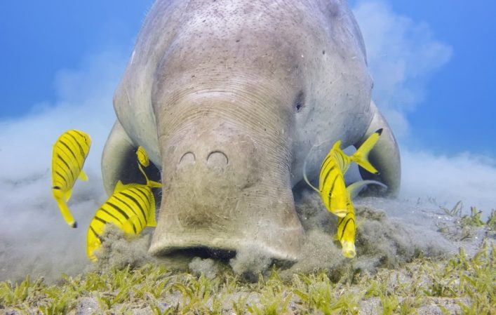 Ein Dugong.