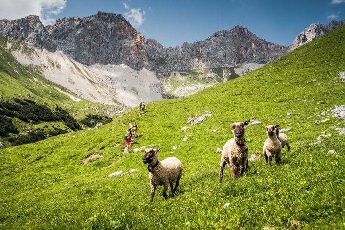 UG-TVB-Seefeld_Wandergruppe-mit-Schafherde-im-Gaistal-Beim-Abstieg-von-der-Gehrenspitze-zur-Wangalm-oberhalb-von-Leutasch